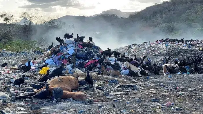 Día Mundial del Ambiente: falta mucho por hacer en la tierra