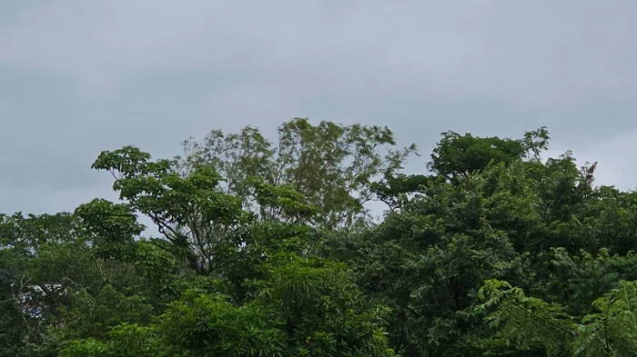 Canícula con más lluvias